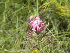 Castilleja purpurea