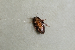Blattodea