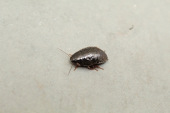 Blattodea