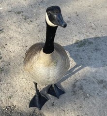 Branta canadensis