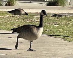 Branta canadensis