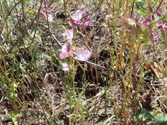 Clarkia cylindrica