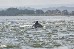 Cephalorhynchus eutropia