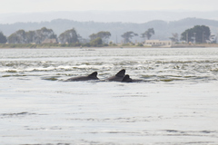 Cephalorhynchus eutropia