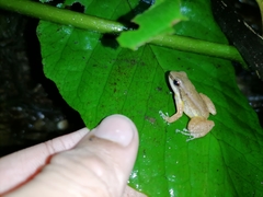 Mannophryne trinitatis