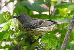 Setophaga kirtlandii