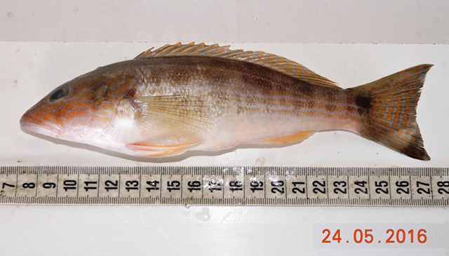 Pond Perch