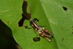 Syntomacris guttulosa