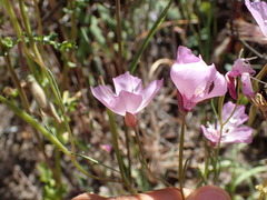 Clarkia cylindrica