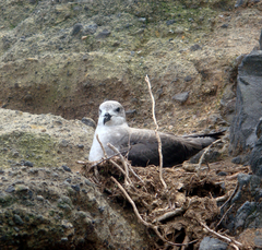 Kermadec Petrel photo 3