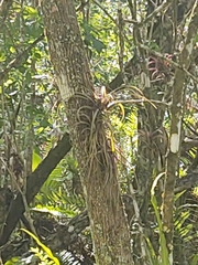 Tillandsia balbisiana