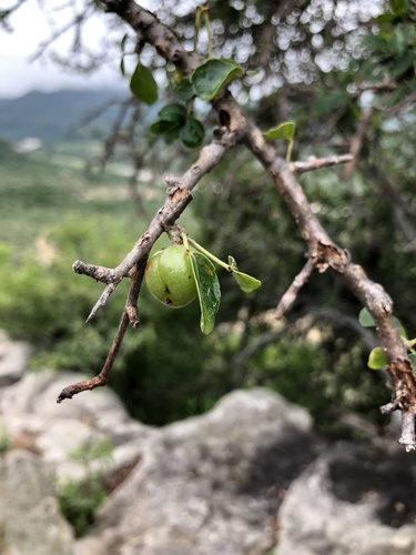 Commiphora neglecta
