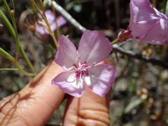 Clarkia cylindrica
