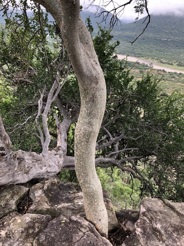 Commiphora neglecta
