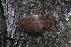 Lepidoptera