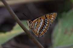 Byblia ilithyia