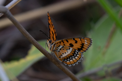 Byblia ilithyia