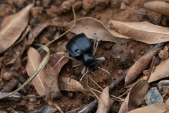 Dichtha cubica