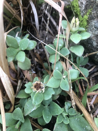 Delosperma tradescantioides (Delosperma tradescantioides)