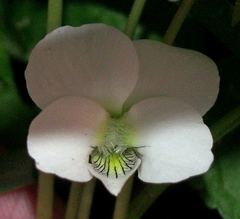 Viola striata