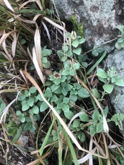 Delosperma tradescantioides
