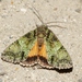 Guernsey Underwing - Photo (c) Julien Bottinelli, some rights reserved (CC BY-NC), uploaded by Julien Bottinelli