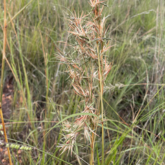 Cymbopogon