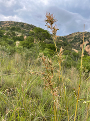Cymbopogon