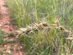 Cymbopogon