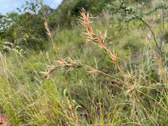 Cymbopogon