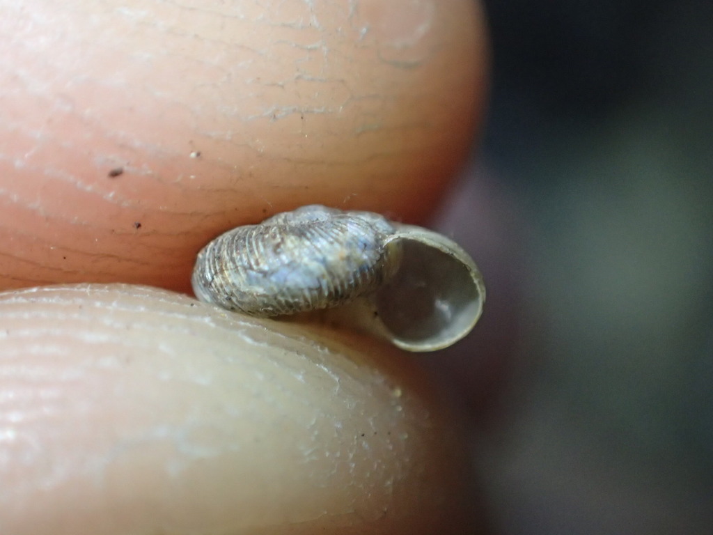 Slotted Lancetooth Snail