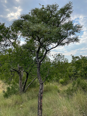 Burkea africana