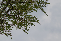 Burkea africana