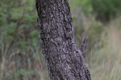 Burkea africana