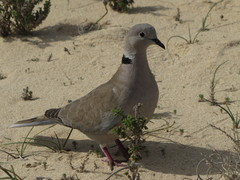 Streptopelia roseogrisea