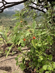Solanum catombelense