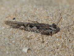 Acrotylus longipes