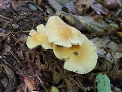 Marasmius strictipes