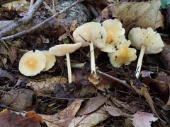 Marasmius strictipes