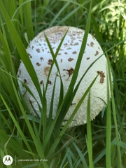 Chlorophyllum molybdites