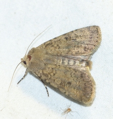 Rhyacia simulans
