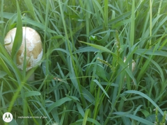 Chlorophyllum molybdites
