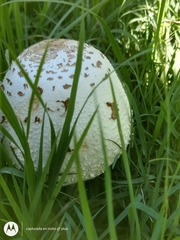 Chlorophyllum molybdites