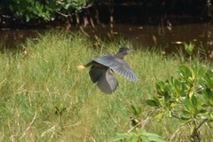 Butorides virescens image