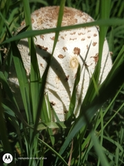 Chlorophyllum molybdites