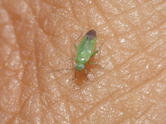 Orthotylinae