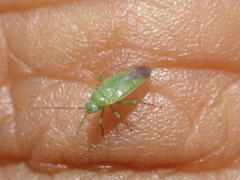 Orthotylinae