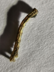 Peribatodes rhomboidaria