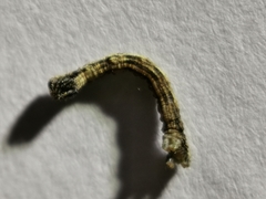 Peribatodes rhomboidaria