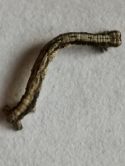 Peribatodes rhomboidaria